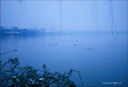 《西湖的普通秋沙鸭》