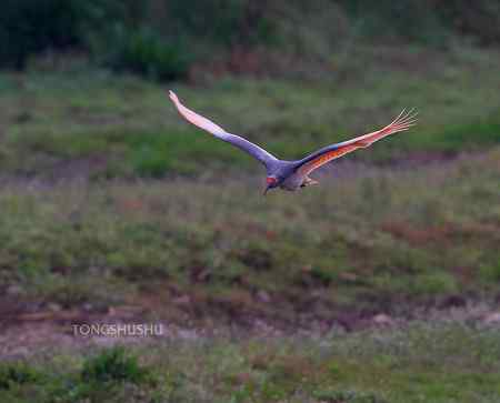 朱鹮从山那边飞过来！