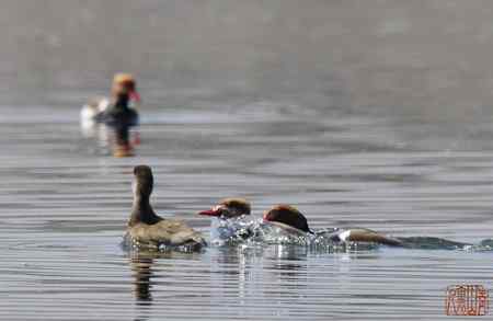 浑河初开丽鸭来：赤嘴潜鸭