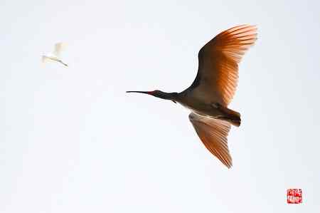 野生朱鹮种群扩大