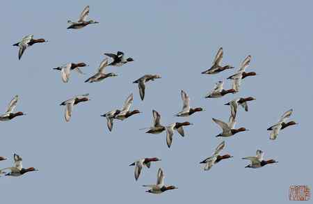 浑河初开丽鸭来红头潜鸭