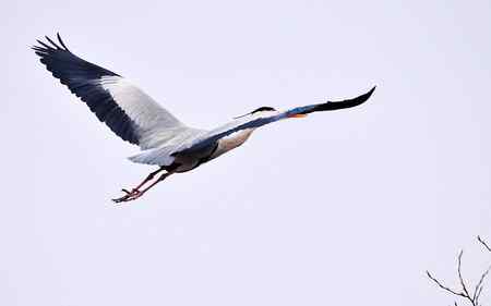 似大鹏展翅（苍鹭）