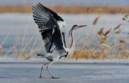 冰上苍鹭,白面皮鹭