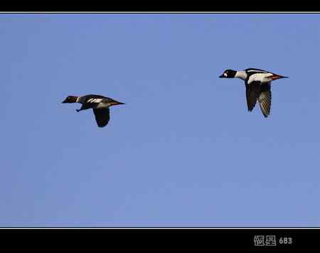 鹊鸭 我们这里难得一见