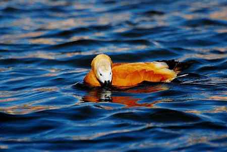 风中受伤的赤麻鸭