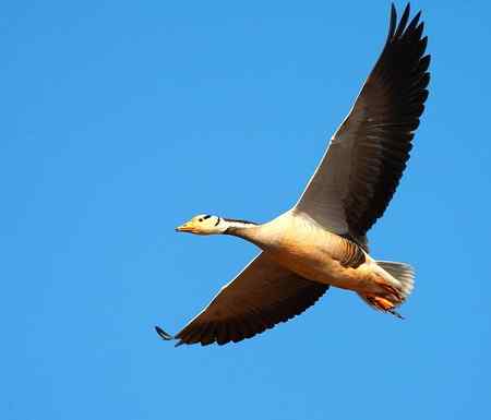 草海斑头雁魅力高清晰组图