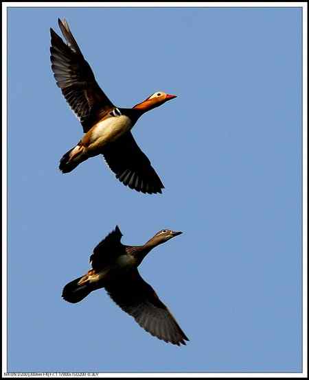 鸳鸯湖  恩爱夫妻版