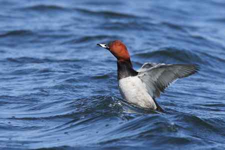 祝女影友节日快乐   送上一组漂亮的鸭子(10种鸭子)
