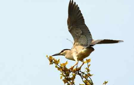 济宁春天的夜鹭