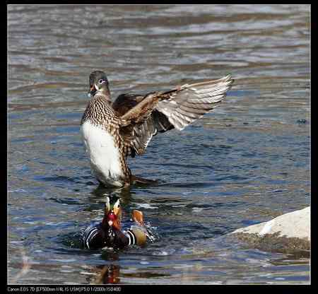 鸳鸯做自由体操