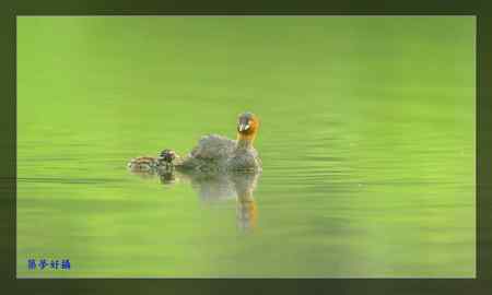 小鸊鷉照片大全