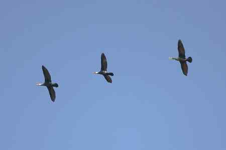 鸬鹚蓝天展翅篇