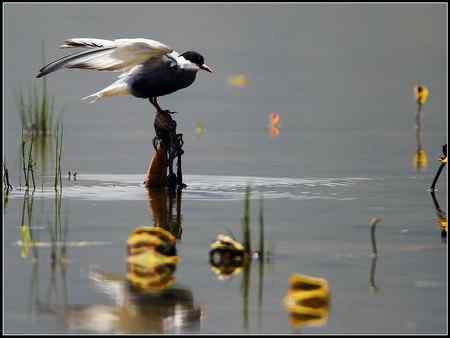 今天收获颇多 发几张综合鸟图 请拍砖！
