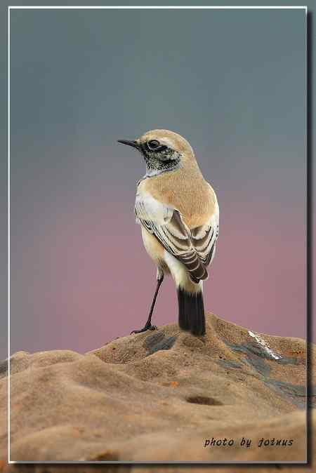 漠即鳥 台湾迷鸟 漠即鳥 台湾迷鸟