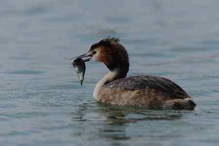 今年首拍凤头鴄鹈!