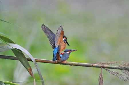 翠鸟的甜蜜爱情