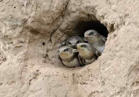 崖沙燕和冠鱼狗