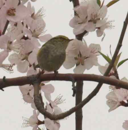 黄眉柳莺逆光拍摄