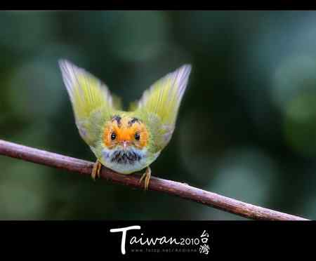 棕面鶲鶯祝各位鳥運亨通