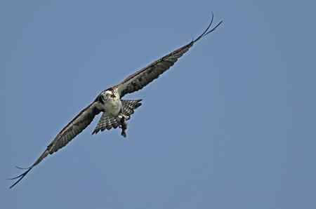 鱼鹰小集（Osprey）