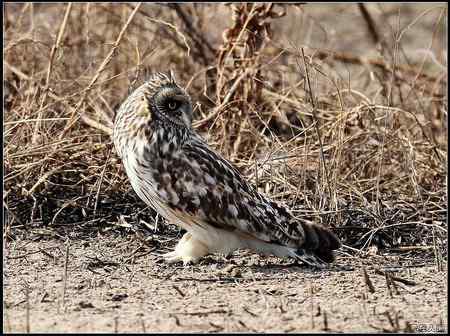 不是鹰——漂亮的短耳鸮