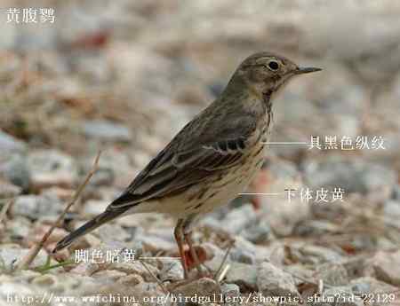 鸟类辨识：水鹨和黄腹鹨