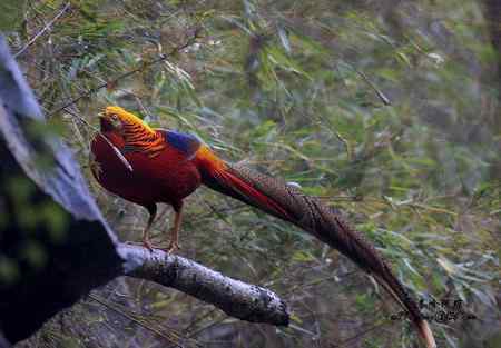 下午5点以后去找“鸡”