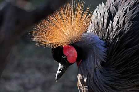 一组鸟冠特写（冠鹤）