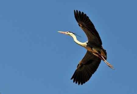 蓝天下的苍鹭雄姿