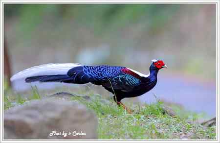 台中大雪山瑰寶——蓝腹鹇、帝雉 台中大雪山瑰寶——蓝腹鹇、帝雉