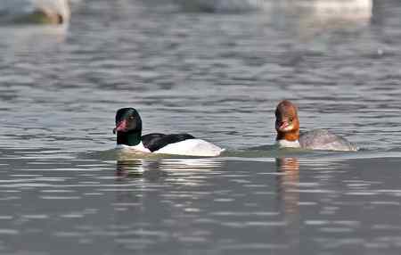 昆明湖中的秋沙鸭