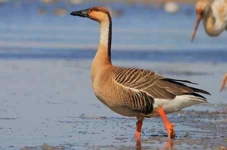 扬长避短拍鸟——白鹤亮翅