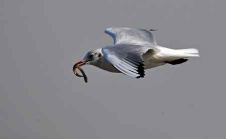红嘴海鸥觅食图