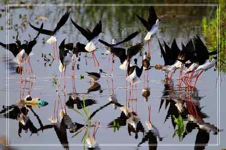 黑翅长脚鹬照片一组