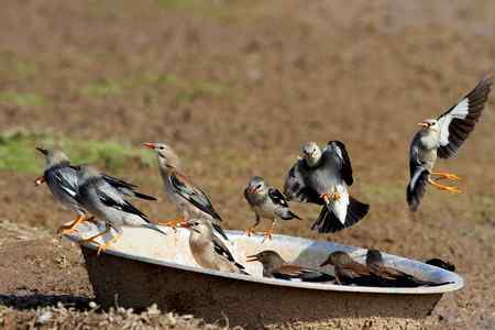 椋鸟爱吃大锅饭