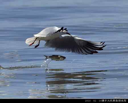天福野鸟摄影  回放