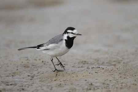 原画幅的白鹡鸰