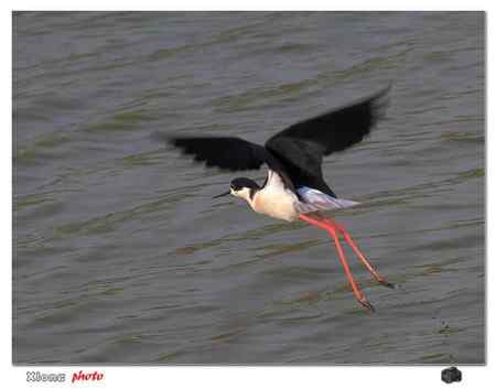 盐城保护区的黑翅长脚鹬