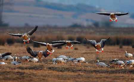 草海斑头雁魅力高清晰组图