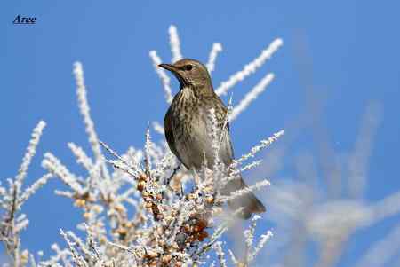 新疆北疆地区观鸟线路与季节参考——新疆常见特色林鸟