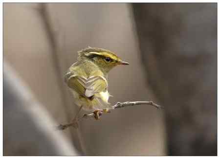 梨花盛开的季节