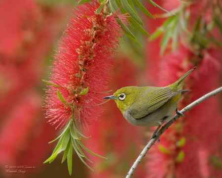 春天: 妳的名字是紅色