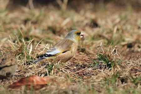 红尾巴鸟钻进灌木丛:灰头鹀回来了! 红尾巴鸟钻进灌木丛:灰头鹀回来了!