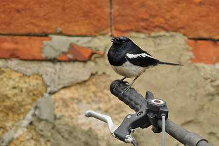 近日金门拍鸟作品