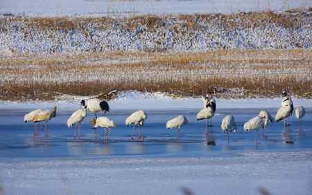 阳春三月莅临盘锦的白鹤