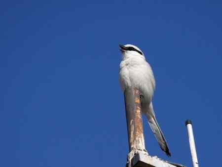 红胁蓝尾鶋【组图】