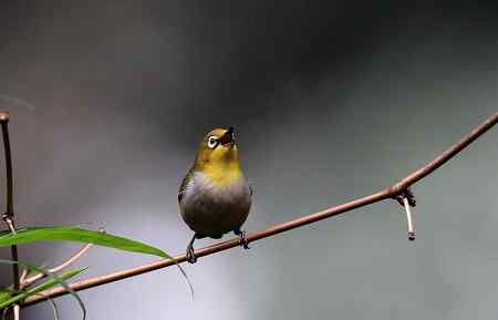 中山大学里的绣眼