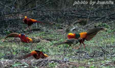 春天的红腹锦鸡