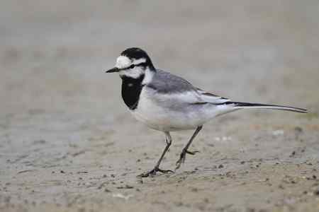 原画幅的白鹡鸰