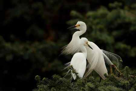 今日童男童女（中白鹭）